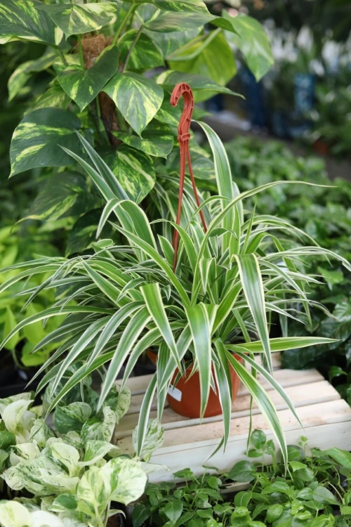 Chlorophytum comosum Ocean (4).JPG