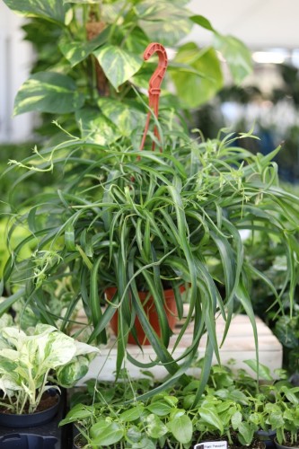 Chlorophytum comosum 'Green Bonnie' (Zielistka) XL (1).JPG