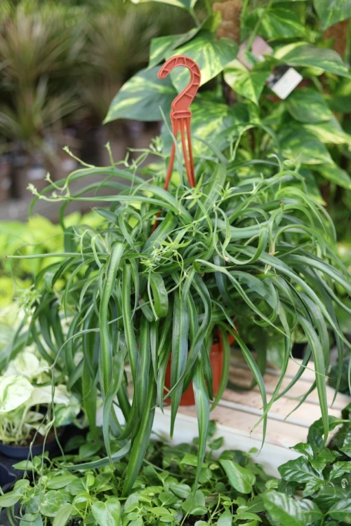Chlorophytum comosum 'Green Bonnie' (Zielistka) XL (2).JPG