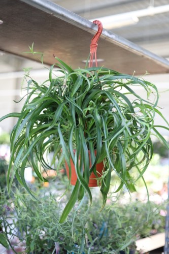 Chlorophytum comosum 'Green Bonnie' (Zielistka) XL (3).JPG