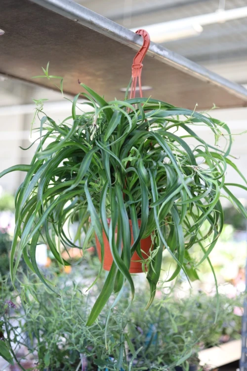 Chlorophytum comosum 'Green Bonnie' (Zielistka) XL (3).JPG