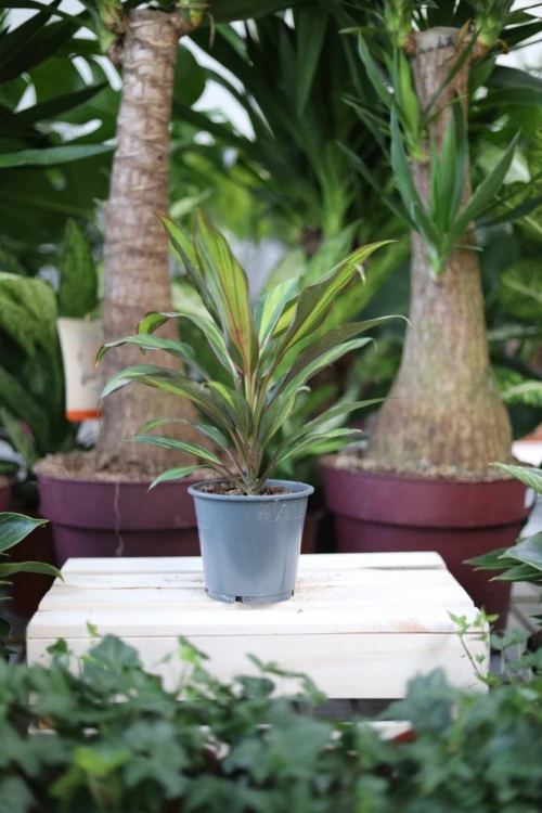 Cordyline fruticosa 'Kiwi' to kolorowa roślina doniczkowa o jasnozielonych liściach z różowymi i czerwonymi akcentami – idealna do domu i biura.