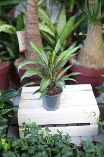 Cordyline fruticosa 'Kiwi'
