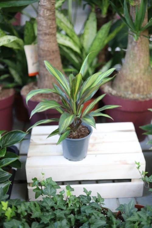 Cordyline fruticosa 'Kiwi'