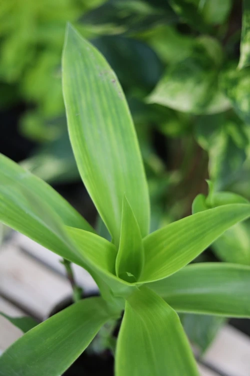 Callisia fragrans (Złoty Wąs) (4).JPG