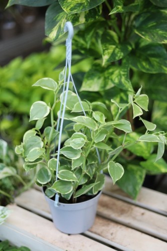 Peperomia scandens ‘Variegata’ (1).JPG