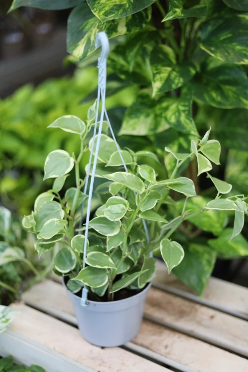 Peperomia scandens ‘Variegata’ (1).JPG