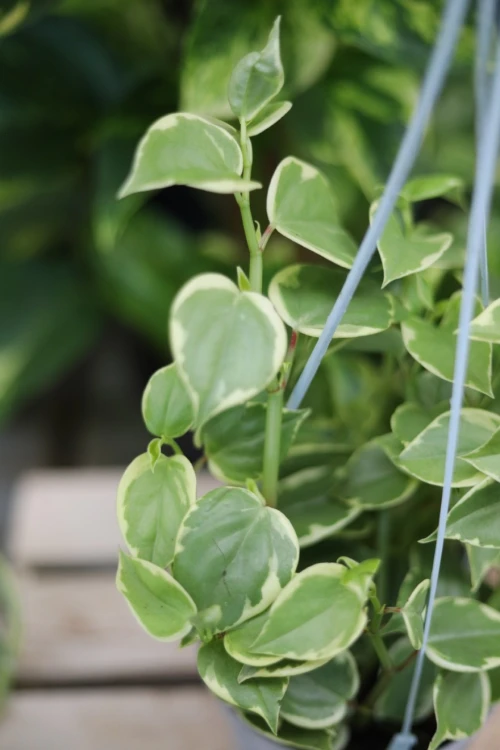 Peperomia scandens ‘Variegata’ (3).JPG
