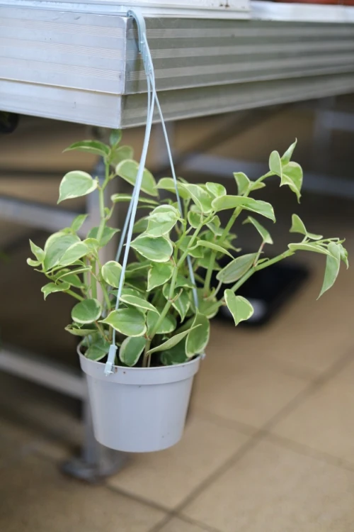 Peperomia scandens ‘Variegata’ (4).JPG