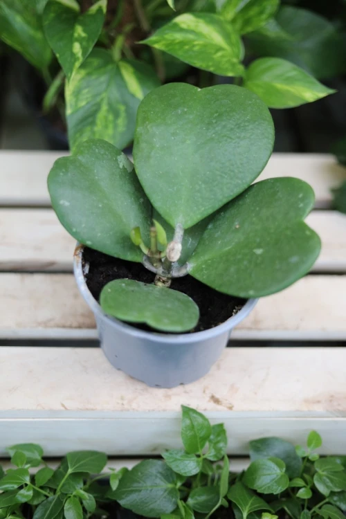 Hoya Kerri (Hoja sercowata) - Polska (1).JPG