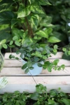 Hoya Mathilde (Hoja) M