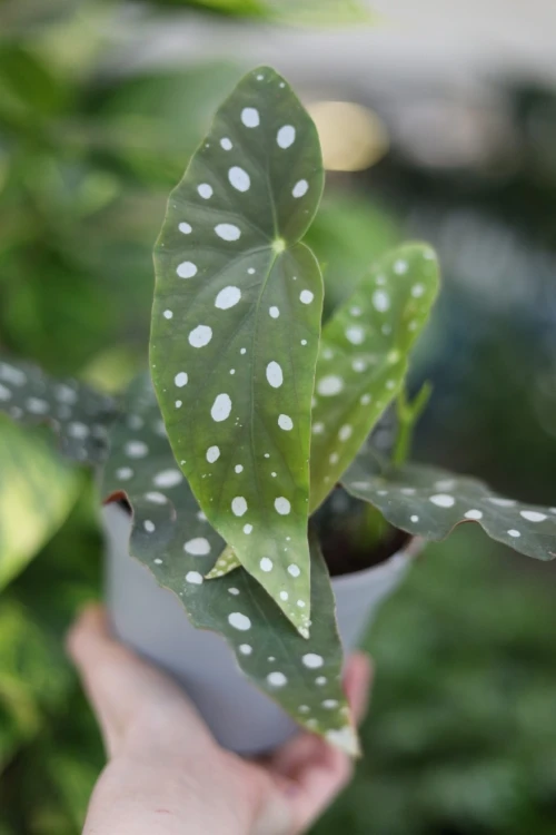 Begonia Maculata (1).JPG