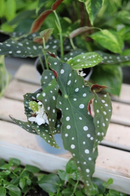 Begonia Maculata (3).JPG