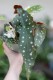 Begonia Maculata (5).JPG