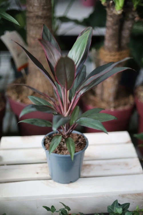 Cordyline rumba