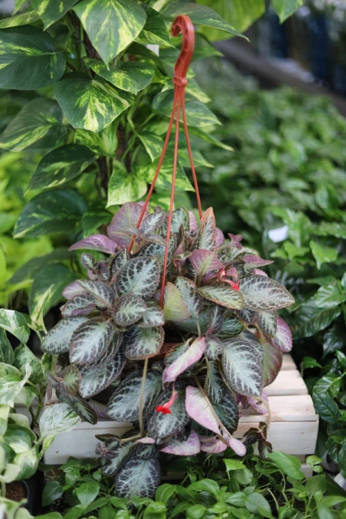Episcia cupreata 'Harlequin' (1).JPG