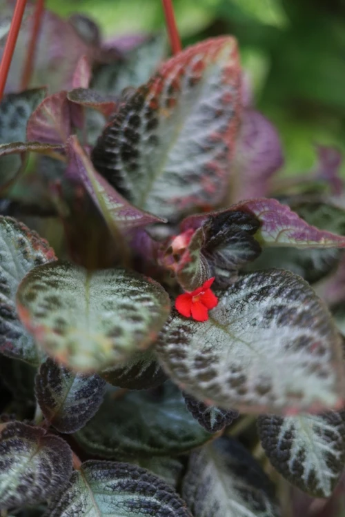 Episcia cupreata 'Harlequin' (3).JPG