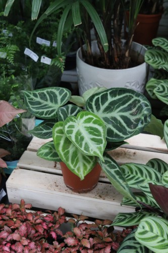 anthurium silver blush (3).JPG