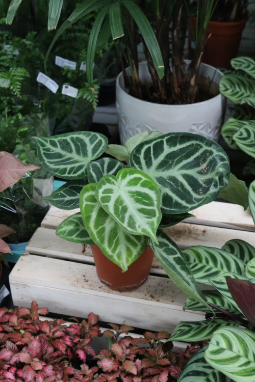 anthurium silver blush (3).JPG