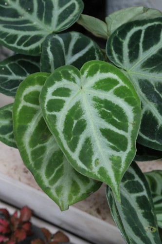 anthurium silver blush (1).JPG
