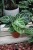 anthurium silver blush (2).JPG