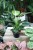 philodendron birkin (1).JPG