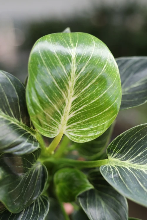 philodendron birkin (2).JPG