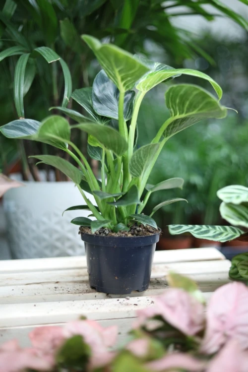 philodendron birkin (3).JPG