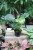 philodendron birkin (4).JPG