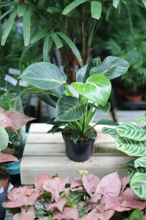 philodendron birkin (4).JPG