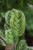 maranta exclusive dark (3).JPG
