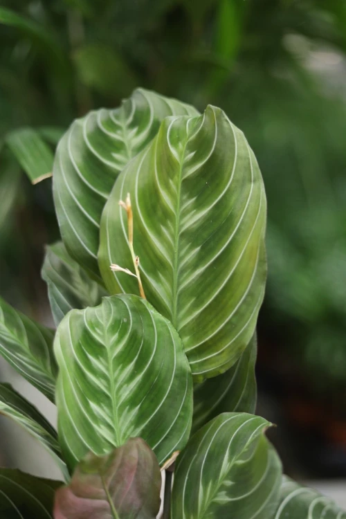 maranta exclusive dark (3).JPG