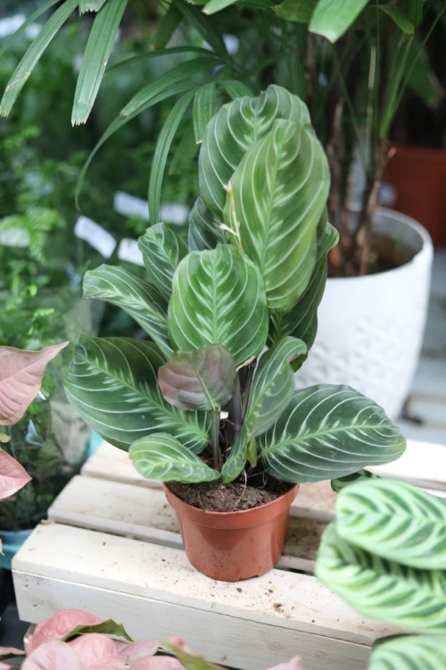 maranta exclusive dark (1).JPG
