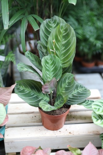 maranta exclusive dark (2).JPG
