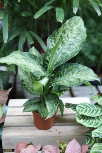 Dieffenbachia 'Memoria Corsii'  (1).JPG
