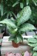 Dieffenbachia 'Memoria Corsii'  (1).JPG