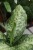 Dieffenbachia 'Memoria Corsii'  (2).JPG