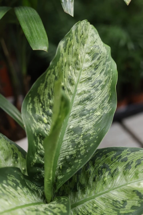 Dieffenbachia 'Memoria Corsii'  (2).JPG