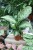 Dieffenbachia 'Memoria Corsii'  (3).JPG