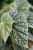Begonia ‘Snow Capped’ XL (5).JPG