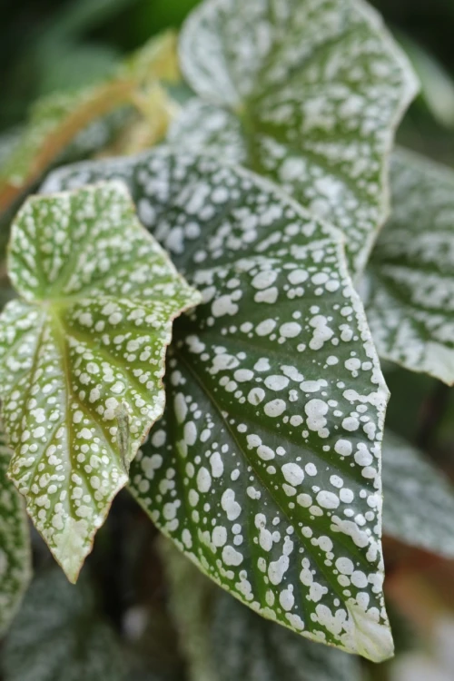 Begonia ‘Snow Capped’ XL (5).JPG