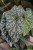 Begonia ‘Snow Capped’ XL (1).JPG