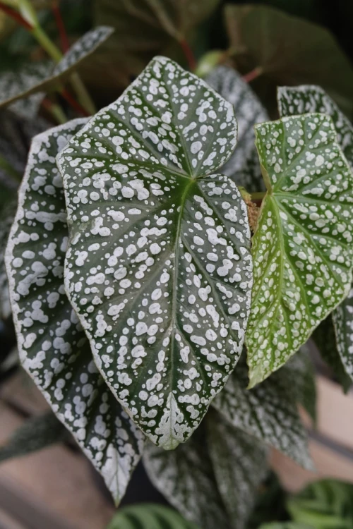 Begonia ‘Snow Capped’ XL (1).JPG