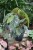 Begonia ‘Snow Capped’ XL (2).JPG