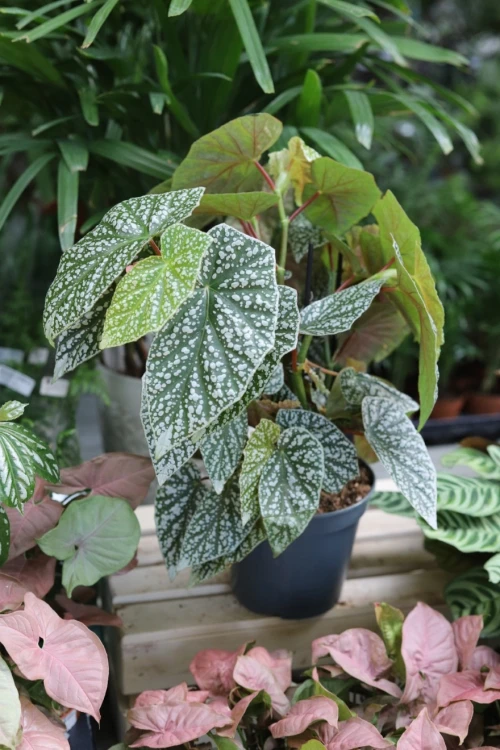 Begonia ‘Snow Capped’ XL (2).JPG