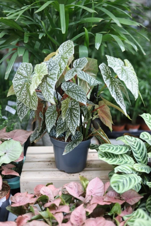 Begonia ‘Snow Capped’ XL (3).JPG