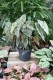 Begonia ‘Snow Capped’ XL (3).JPG