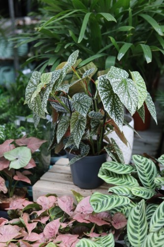 Begonia ‘Snow Capped’ XL (4).JPG