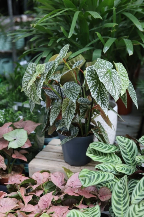 Begonia ‘Snow Capped’ XL (4).JPG