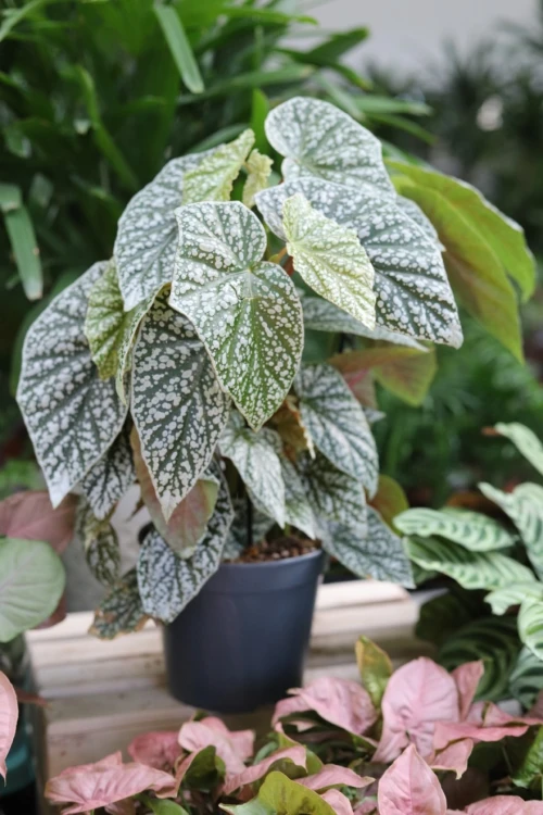 Begonia ‘Snow Capped’ XL (6).JPG